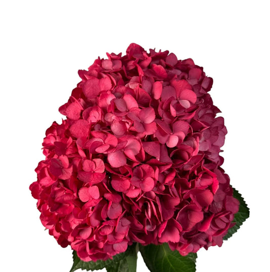Hot Pink Cherry Passion Hydrangea