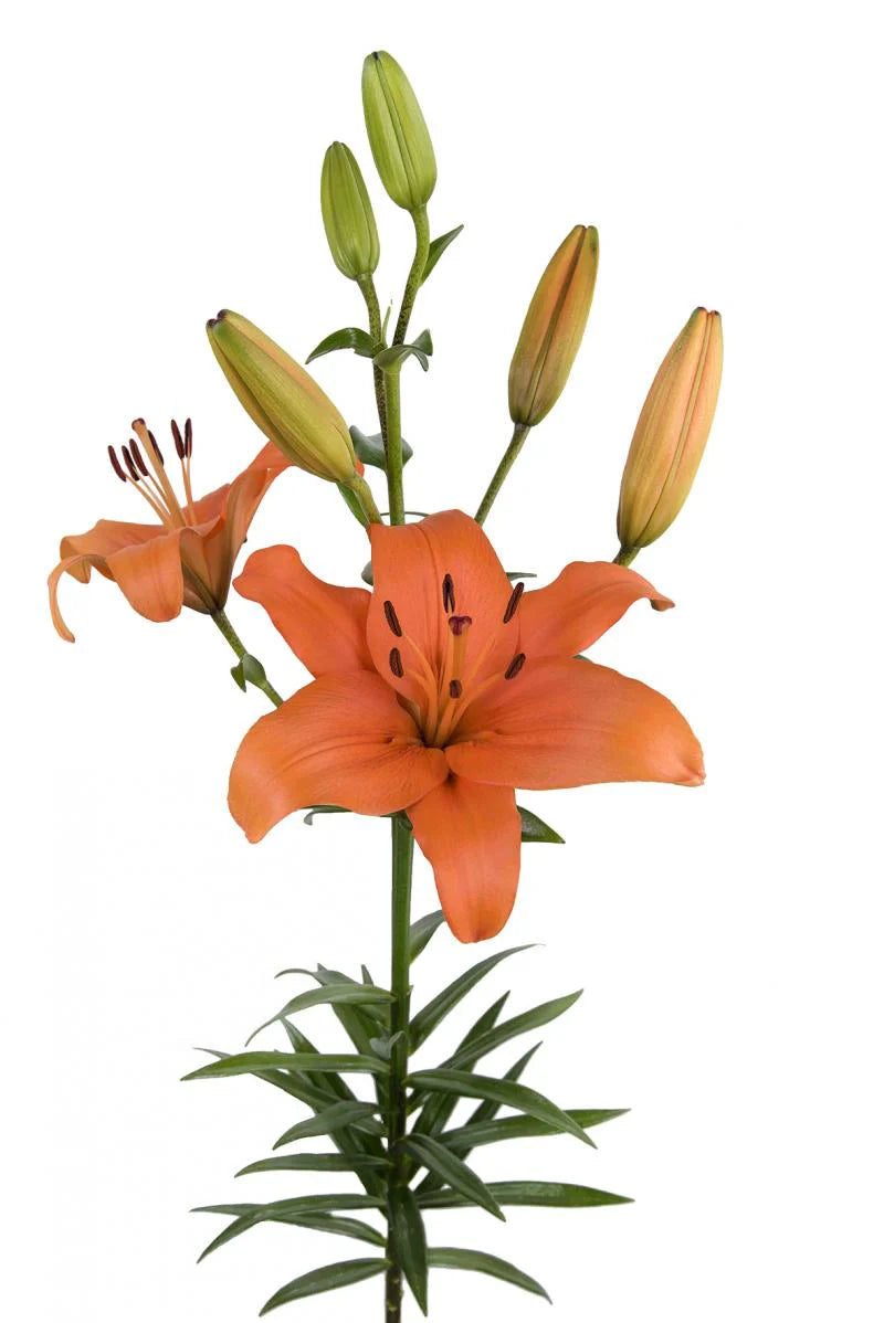 orange asiatic lily wedding bouquet Beautiful Orange Eremo Asiatic Lilies – Pop Wedding Flowers