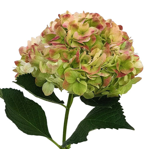 Green Antique Hydrangea