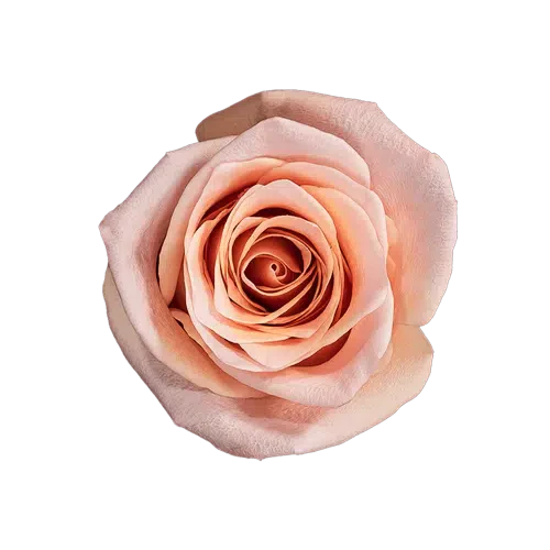Light Pink Havana Roses