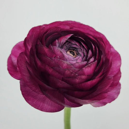 Malva Ranunculus