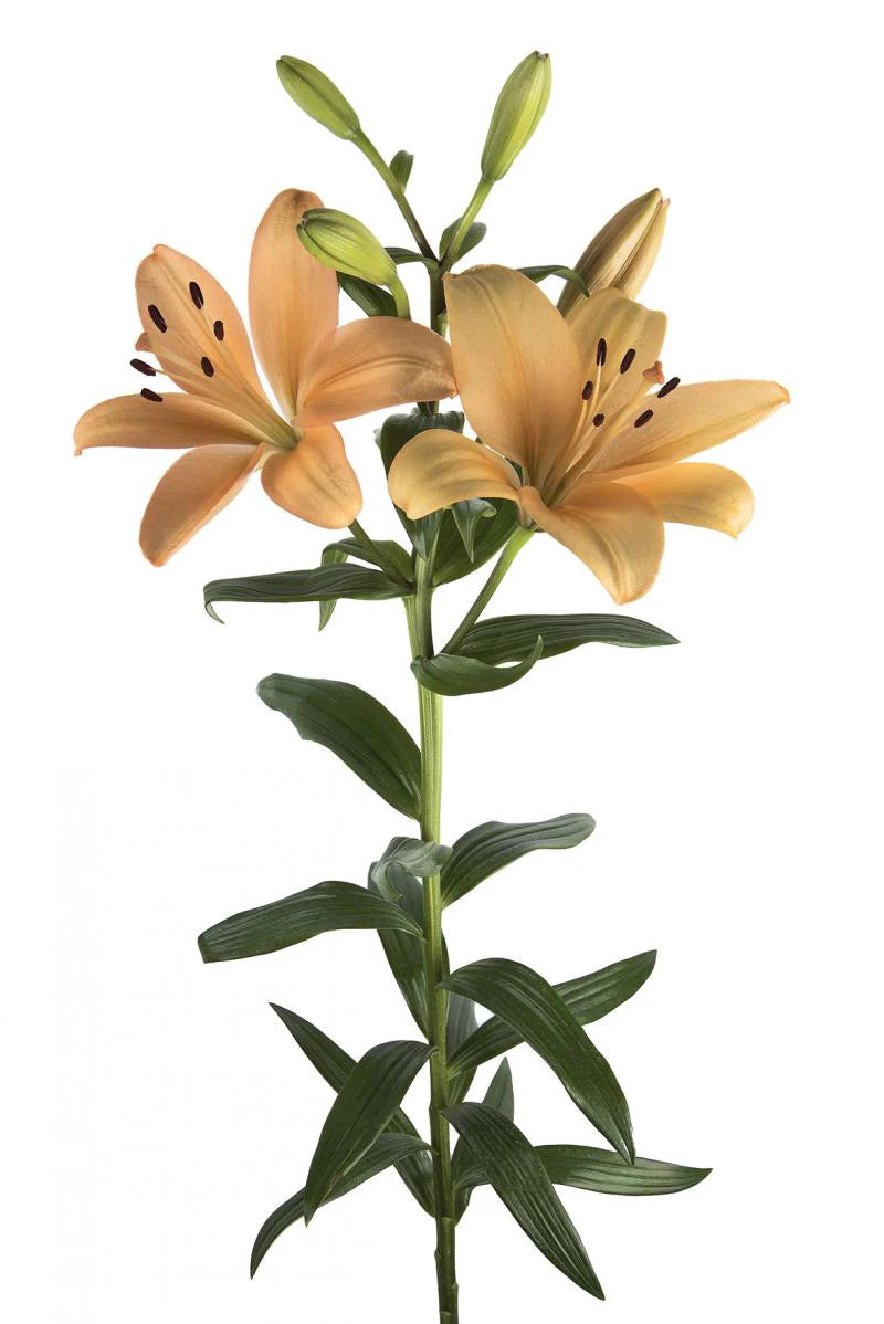 asiatic lily peach Beautiful Peach Menorca Asiatic Lilies