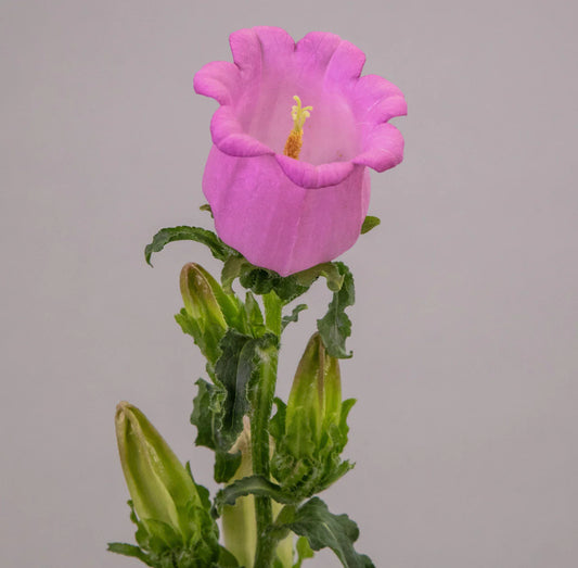 Pink Campanulas Campanulas