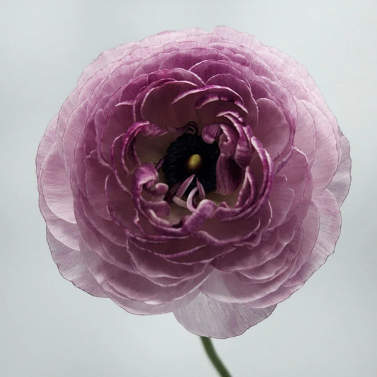 Purple Jean Ranunculus