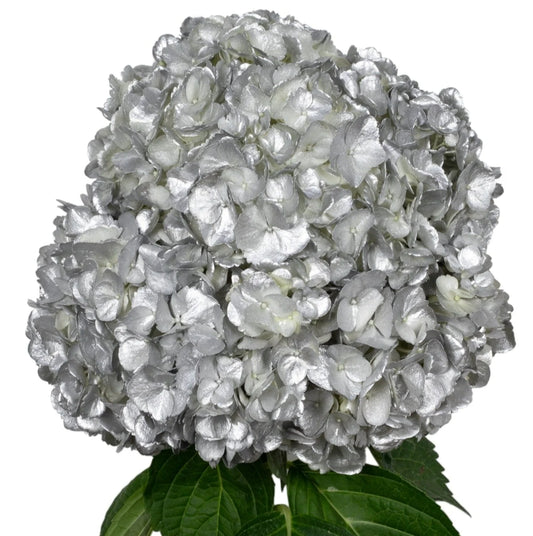 Silver Hydrangea