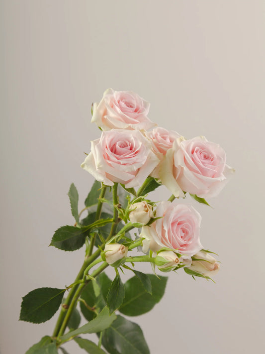 White Star Blush Spray Roses