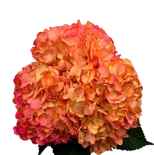 Orange Tropical Sunset Hydrangea