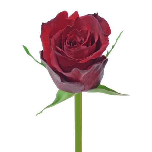 Red Africana Red Roses