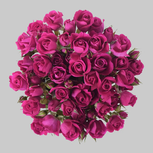 Hot Pink Alicia Spray Roses