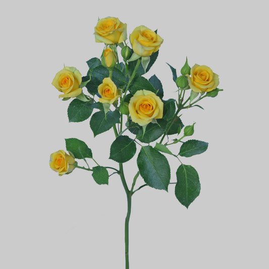 Bebé amarillo