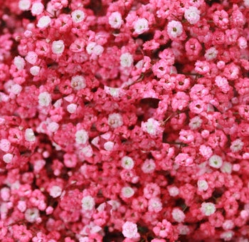 Hot Pink Painted Gypsophilia Baby's Breath