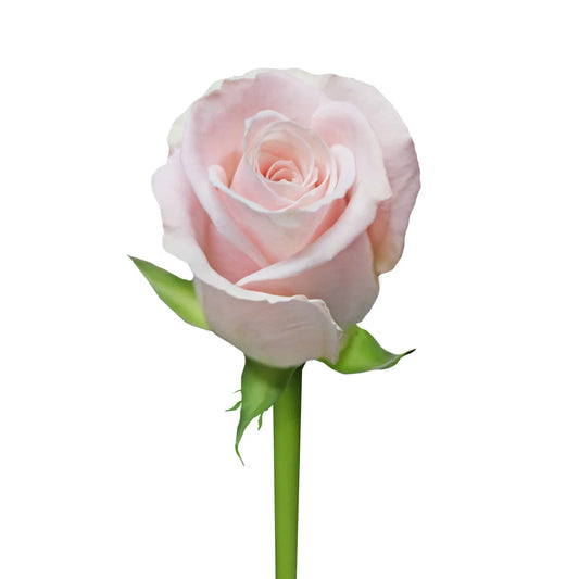 Pink Candy Bianca Roses