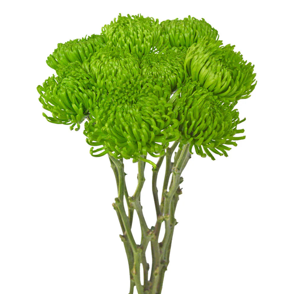 green spider mum plants Beautiful Green Spider Mums & Spider Mums – Pop Wedding Flowers