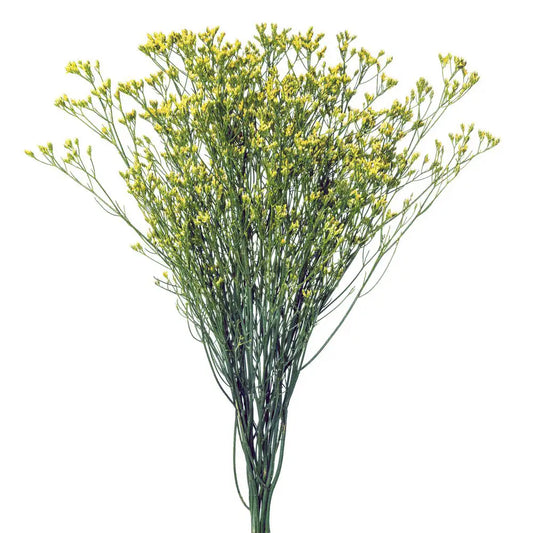 Flores de limonium