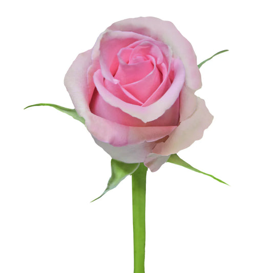 Pink Fusion Roses
