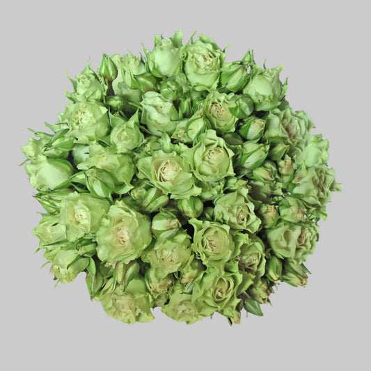 Green Luviana Spray Roses