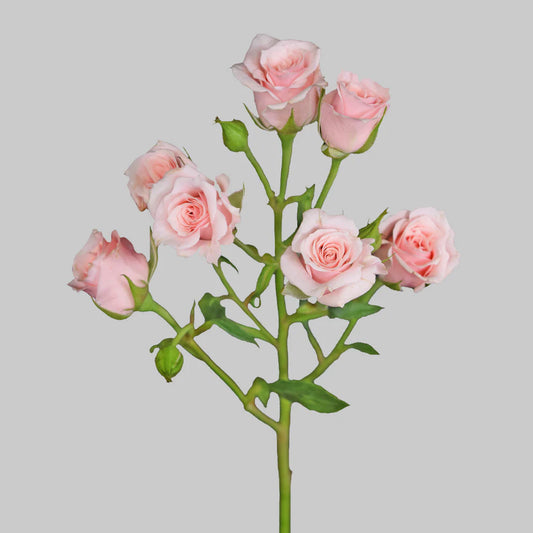 Majolika Pink