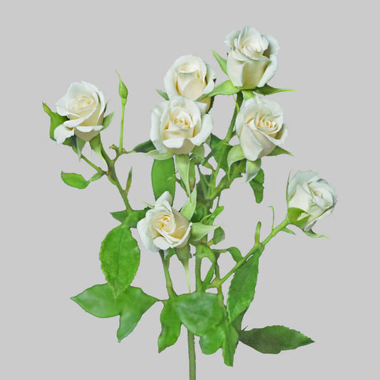 White Majolika