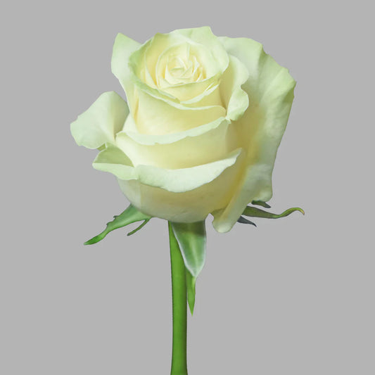 White Mondial Roses