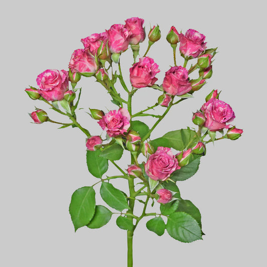 Pink Flash