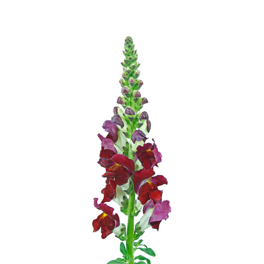 Burgundy Snapdragons