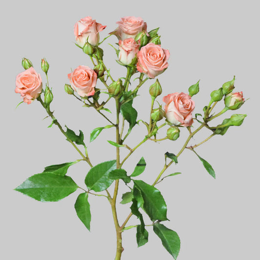Star Pink