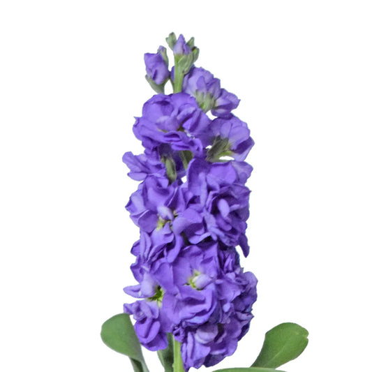 Flores de lavanda