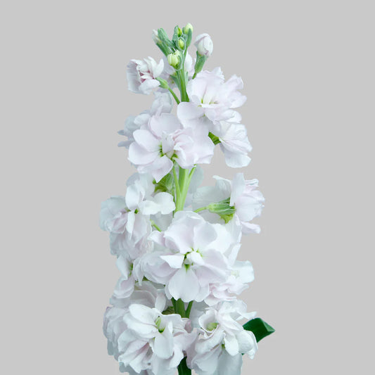 Light Pink Stock Flowers