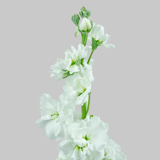 Flores blancas de stock