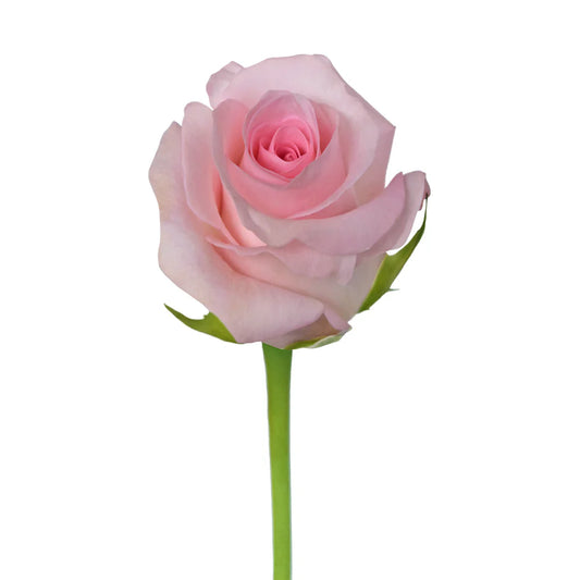 Pink Sweet Akito Roses