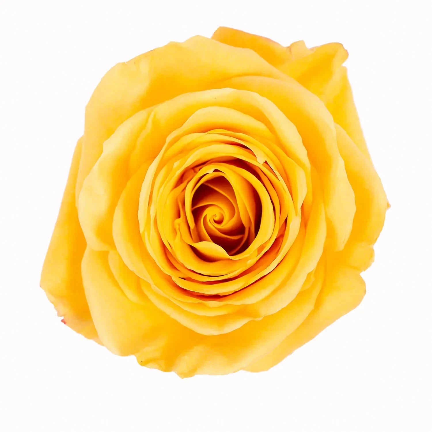 Yellow Flowers