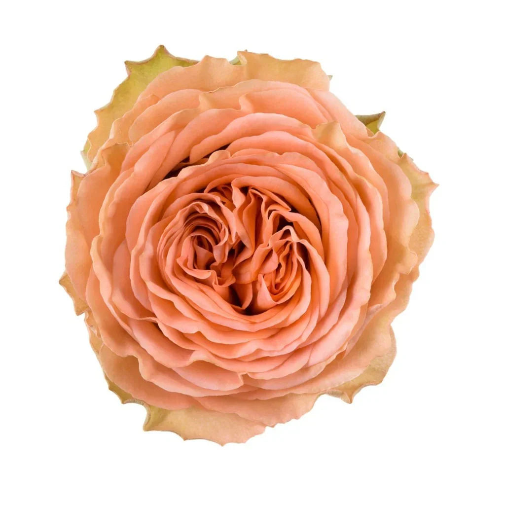 Peach Flowers