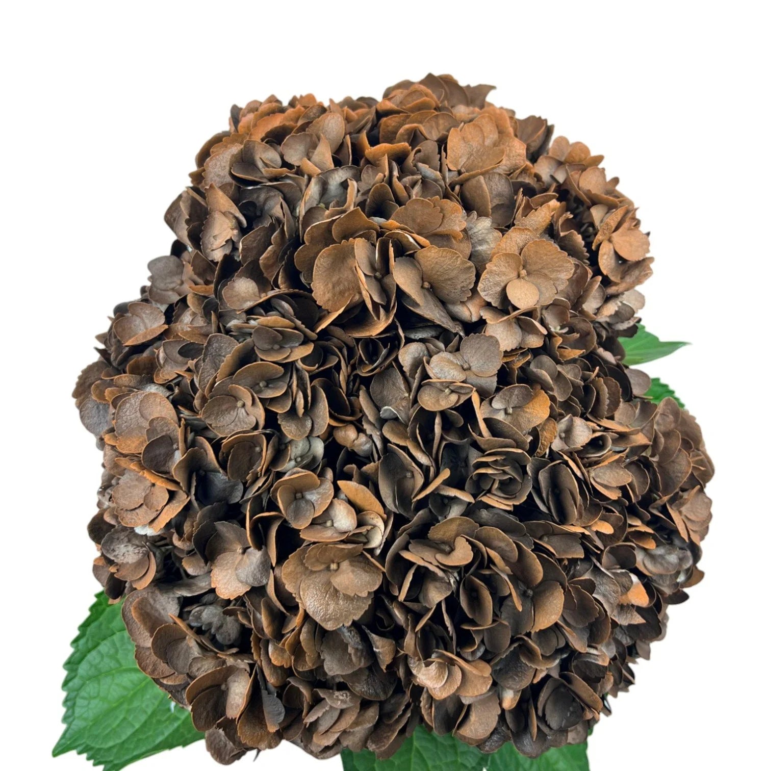 Brown Flowers