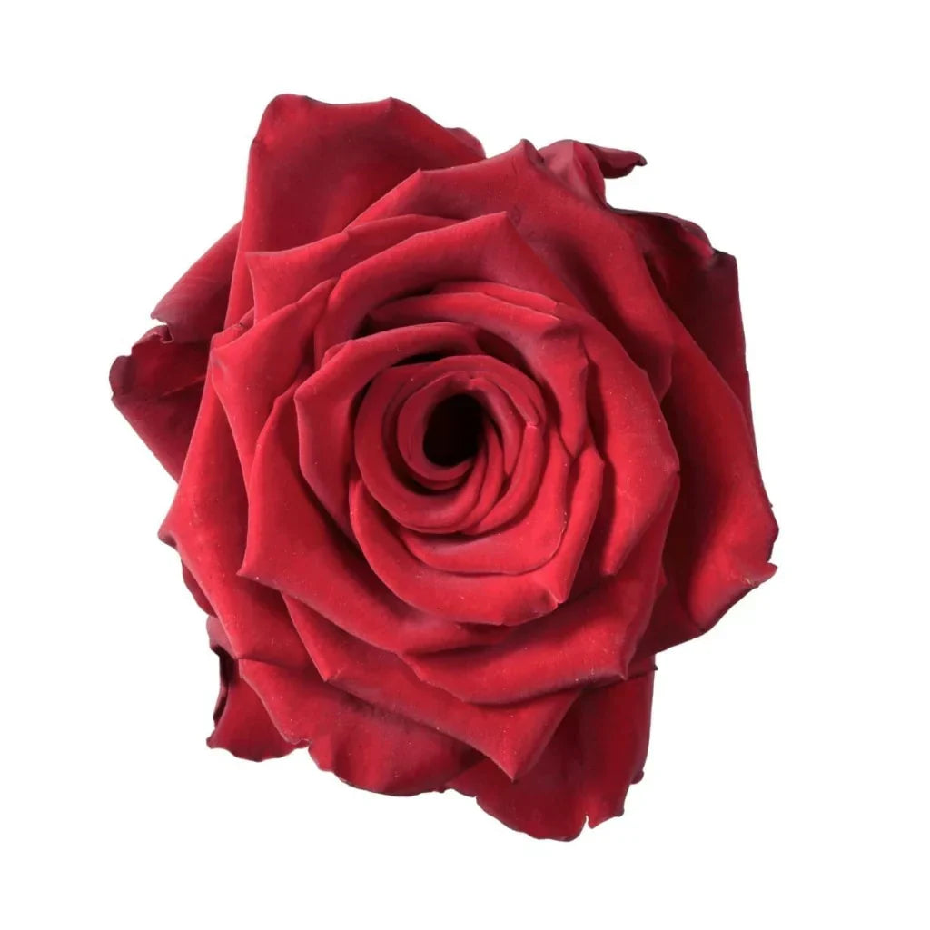 Red Flowers