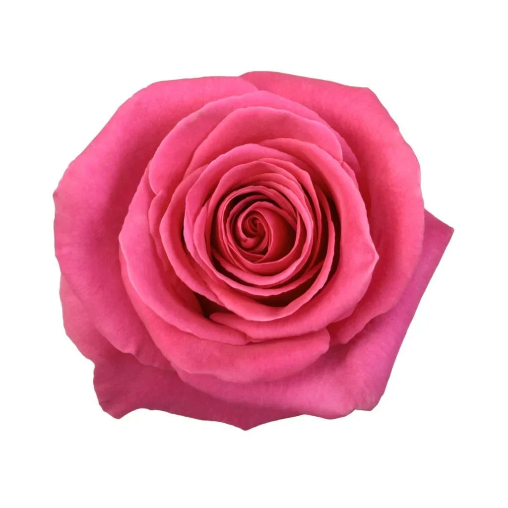 Pink Flowers