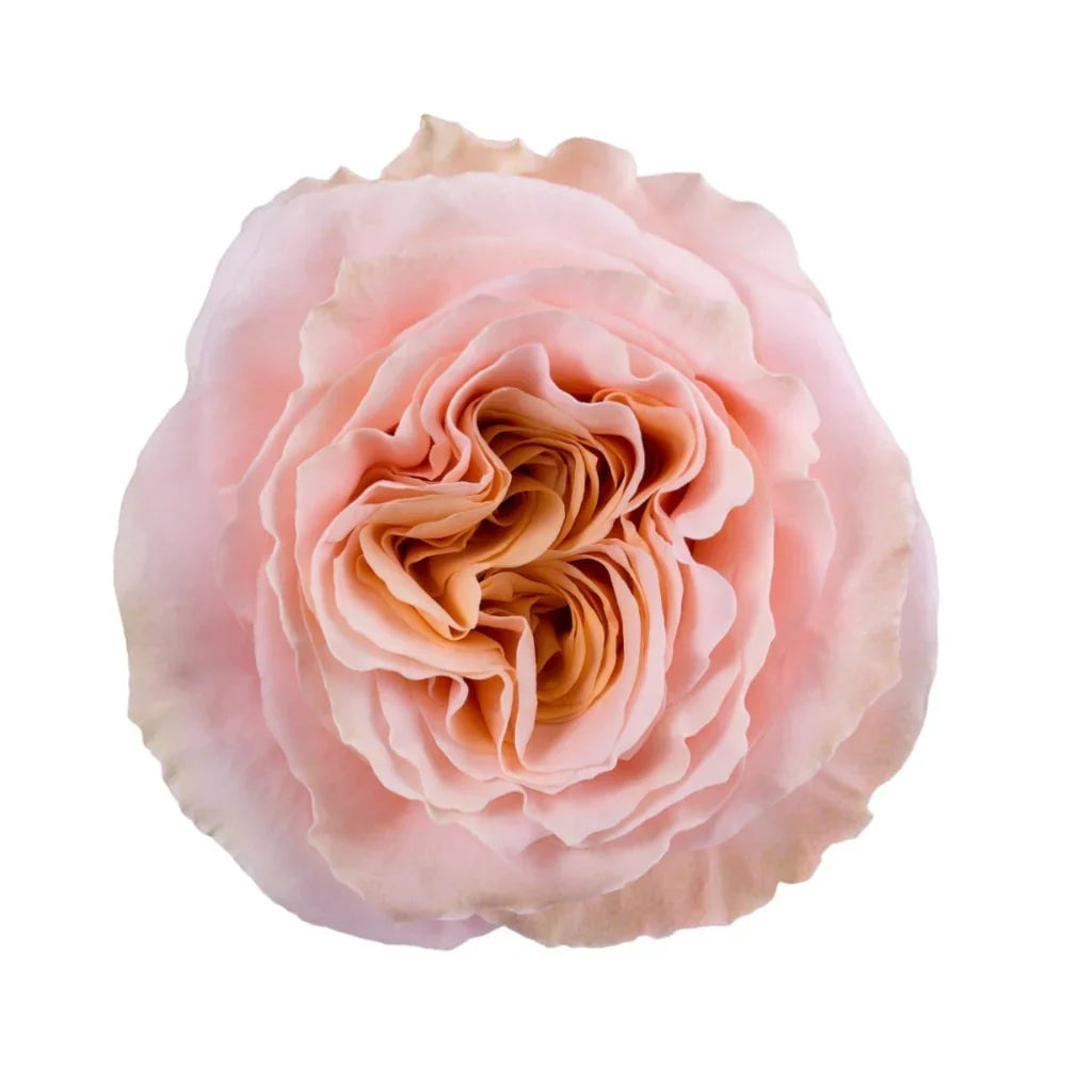 Light Pink Flowers