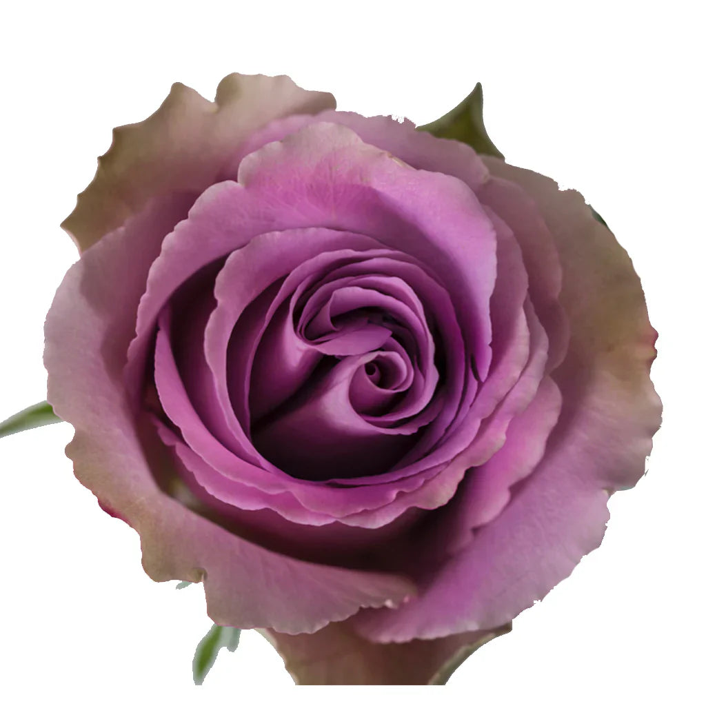 Mauve Flowers