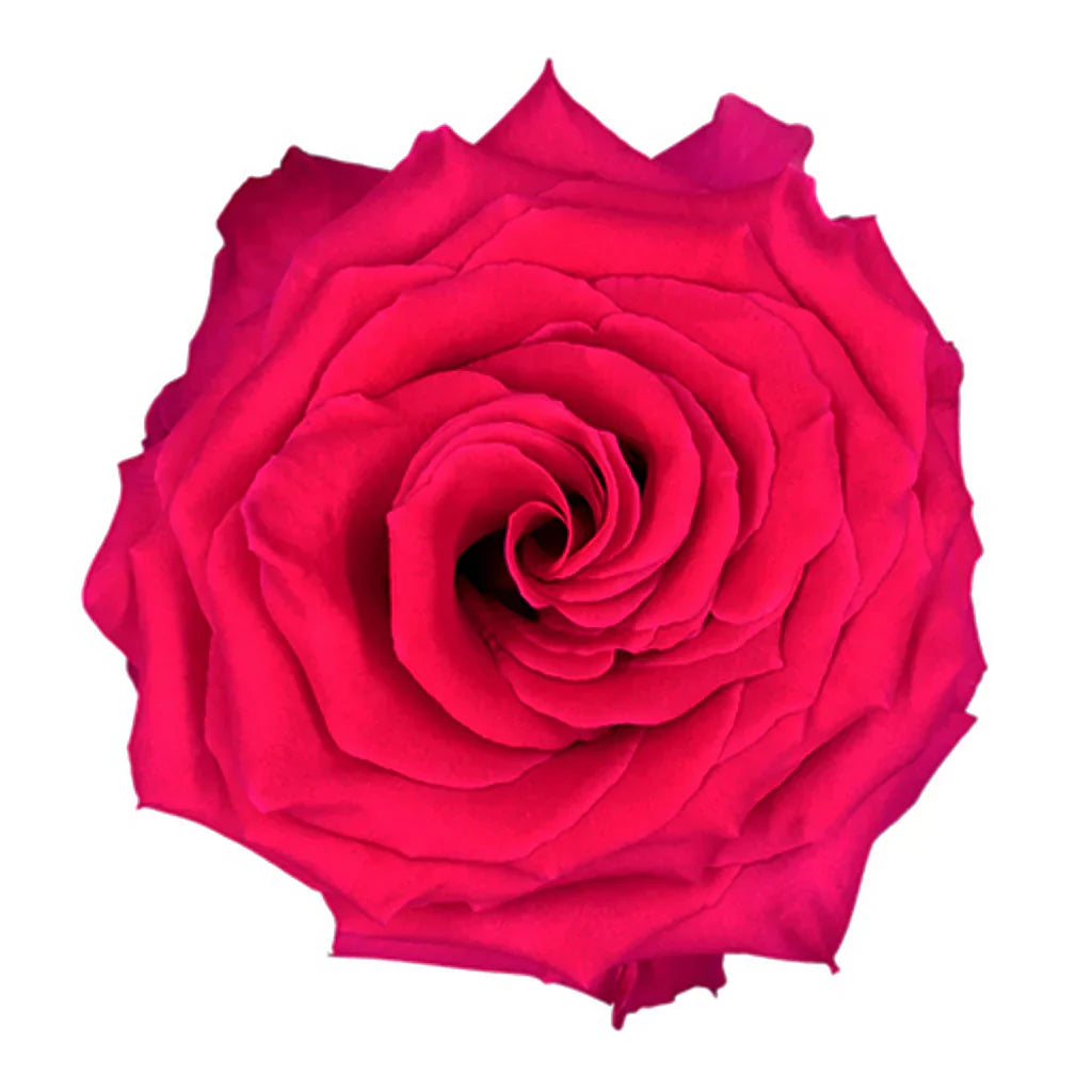 Hot Pink Flowers