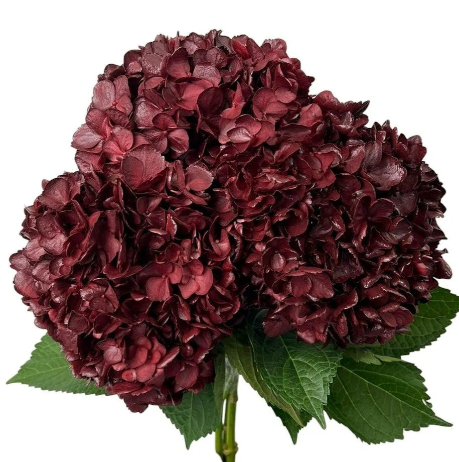 Burgundy Flowers