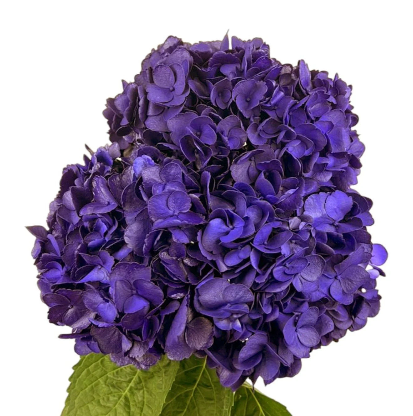Dark Purple Flowers