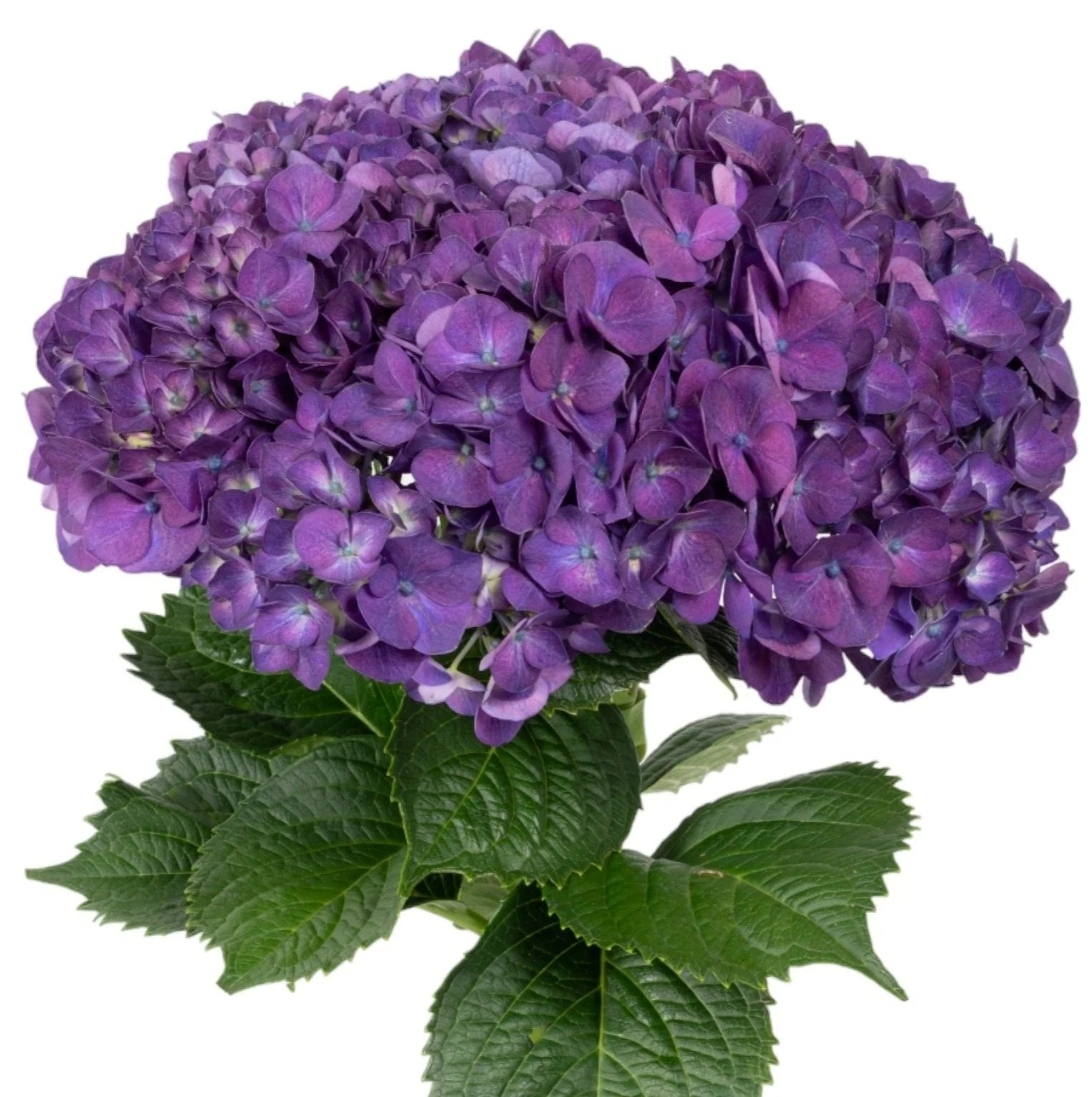 Purple Flowers