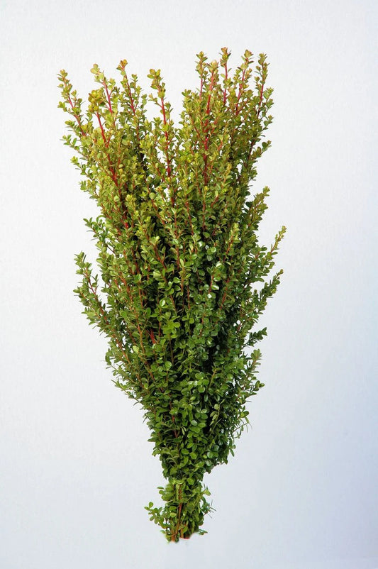 Green African Boxwood Foliage & Greens