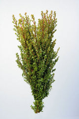 Green African Boxwood Foliage & Greens