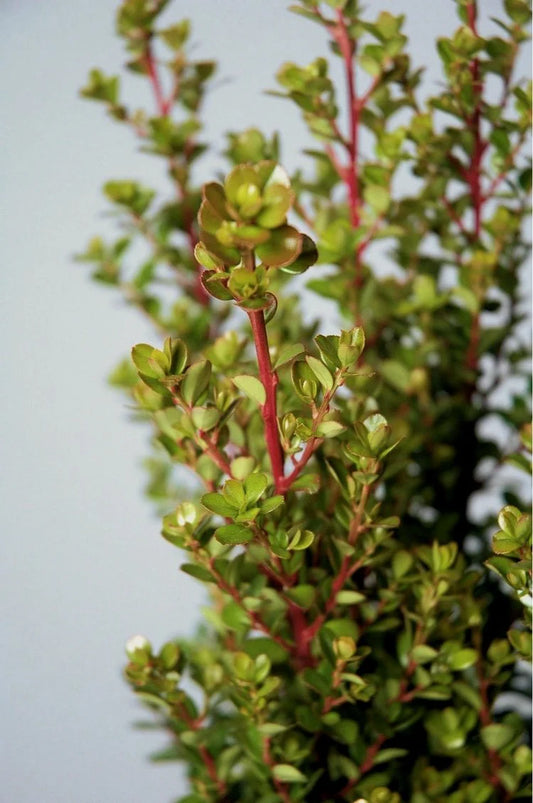 African Boxwood