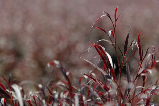 Red After Dark Agonis Foliage & Greens
