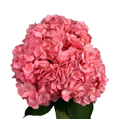 Pink Amaranth Hydrangea