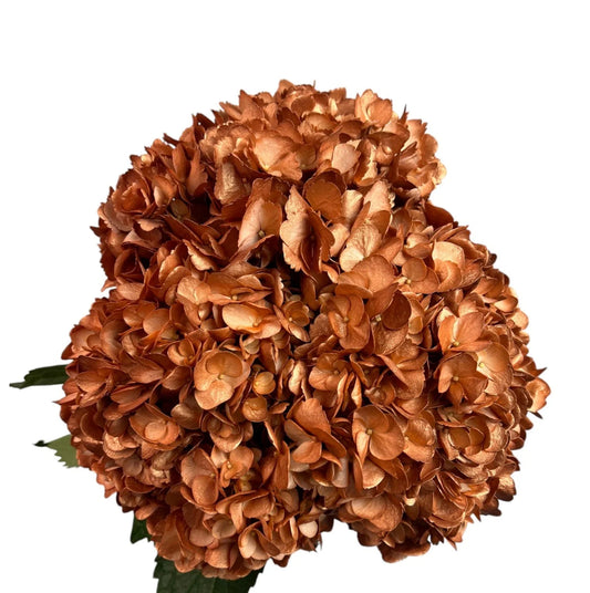Brown Amber Leaf Hydrangea