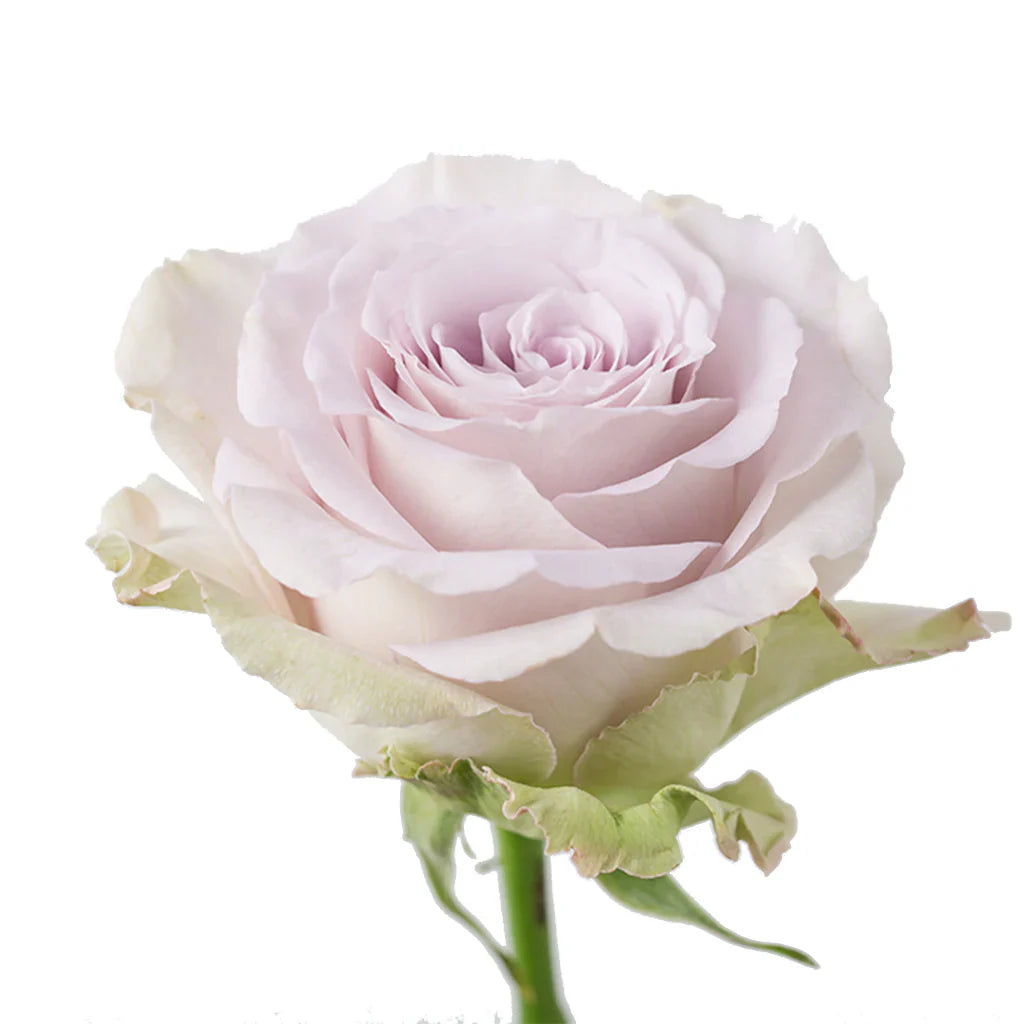 Light Pink Andrea Roses