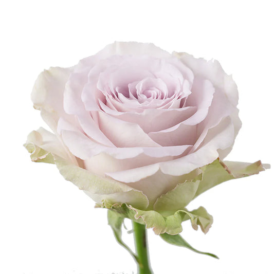 Light Pink Andrea Roses