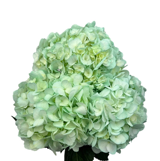 Green Aqua Fresh Hydrangea